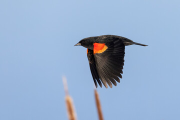 Red winged blackbird