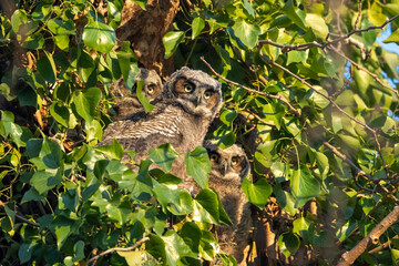 great horned owlet
