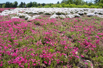 富田さとにわ耕園のシバザクラ
