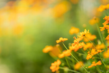 Closeup of orange Cosmos flower under sunlight with copy space using as background natural plants landscape, ecology wallpaper page concept.