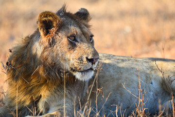 A lion resting on a lazy mid-morning, Kruger National Park, South Africa