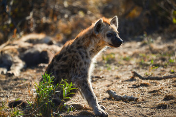 A cute hyena cub getting some morning sunlight, Kruger National Park, South Africa