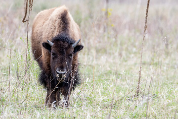 Fototapeta premium A close portrait of American Bison during spring time