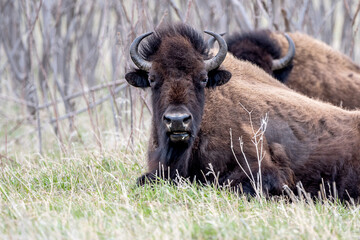 A close portrait of American Bison during spring time