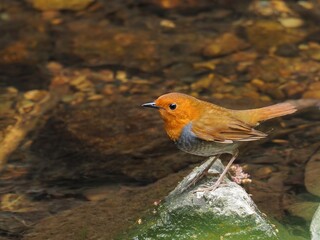 苔むした岩の上でくつろぐコマドリ成鳥 オス