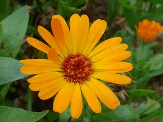 yellow flower in the garden