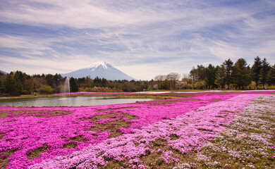 富士山と芝桜