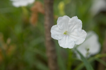 Obraz premium Focus the beautiful of White Ruellia simplex flower