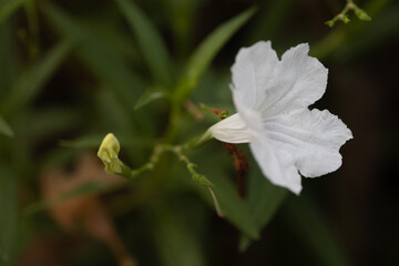 Focus the beautiful of White Ruellia simplex flower