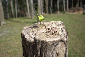 stump in the forest