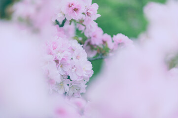 桜