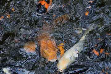 Feed the Koi fish in the pool in garden. Fancy Koi fish swimming in the pool.