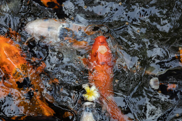 Feed the Koi fish in the pool in garden. Fancy Koi fish swimming in the pool.