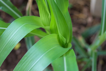 Top view of the young shoots of the green corn plant