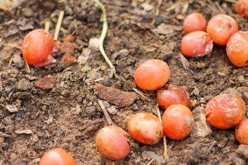 Rotten tomatoes are dropped into the ground in the garden to allow the seeds to germinate.