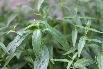 And the leaves of the paniculata are green.