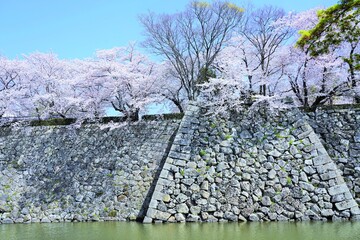 桜満開の姫路城