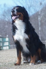 bernese mountain dog