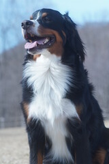 bernese mountain dog