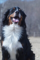 bernese mountain dog