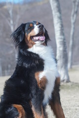 bernese mountain dog