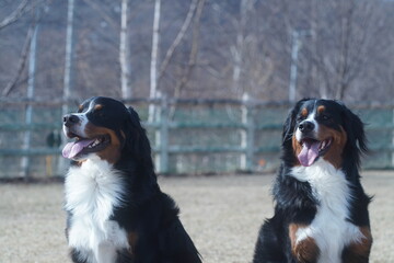 bernese mountain dog