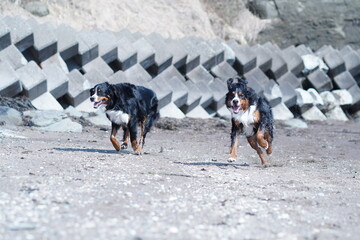 two dogs playing in the snow