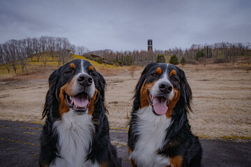 bernese mountain dog