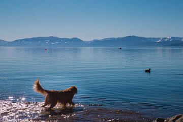 tahoe