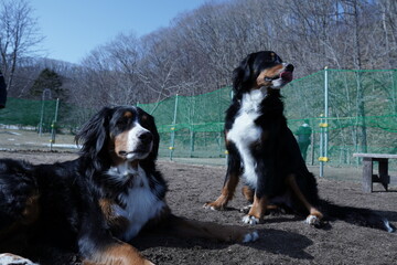bernese mountain dog