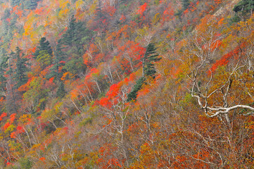 설악산 국립공원의 가을풍경