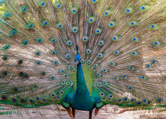 Obraz premium The peacock is spreading its beautiful tail for the public to admire to admire the beauty.