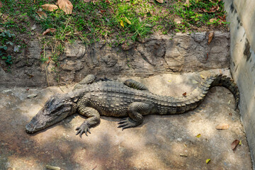 Obraz premium The crocodile was taking a siesta in the zoo after eating until he was full.