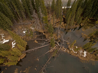 Ariel shot of forest and water