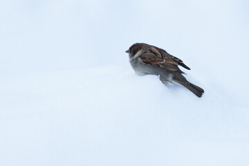 sparrow in snow