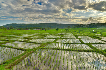 Rise terrace at Bali island, Indonesia