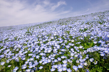 Nemophila in Hitachi Seaside Park, Ibaraki, Japan