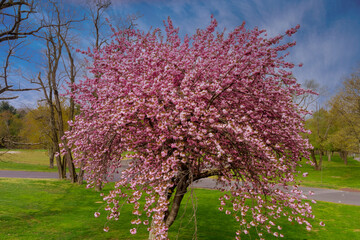 Japanese flowering cherry Sakura with flowers on beautiful