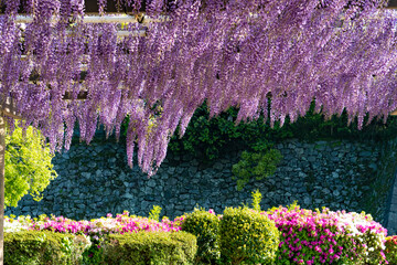 風に吹かれる藤の花
