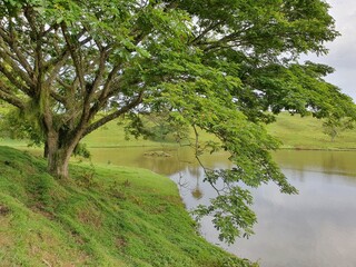 La naturaleza