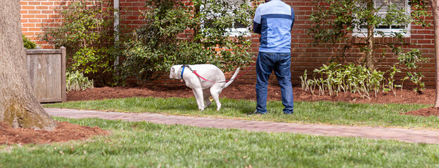 A white dog on leash is squatting on someone's lawn to poop on the grass while the owner holding the leas is waiting nearby. A big sanitary problem and a sign of disrespect in residential neighborhood - Powered by Adobe