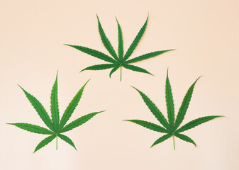 flat lay of three marijuana leaves on beige background.