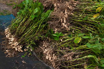 Fresh peanuts plants with roots plants harvest of peanut plants.