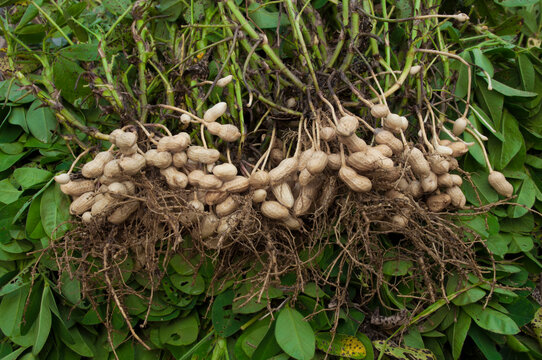 Fresh peanuts plants with roots plants harvest of peanut plants.