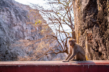 Two monkeys are sitting on balcony ,Two Monkeys take care of each Others to clean their Hair.