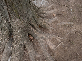 bark texture