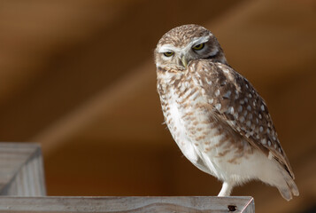 Buho observador