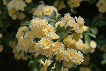 淡い黄色のモッコウバラ