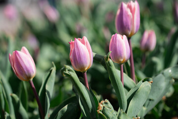 Beautiful Tulips on a sunny day in Spring