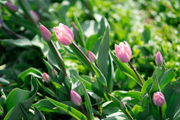 Beautiful Tulips on a sunny day in Spring